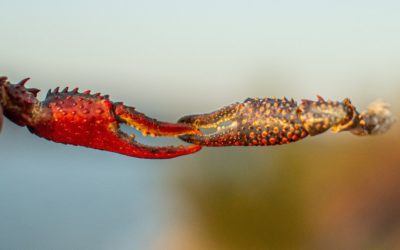 Mi’kmaw Fishing Rights